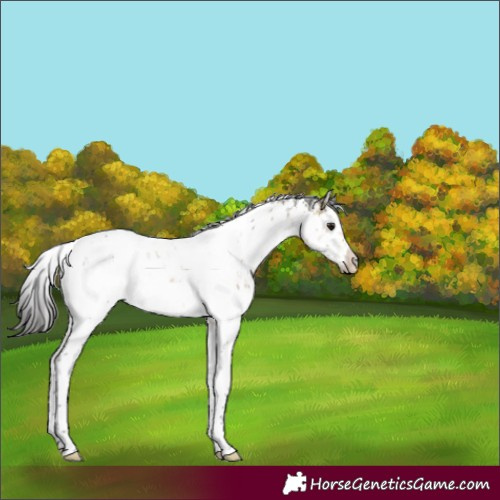 Horse Color:White Spotted Buckskin Dun Sabino Appaloosa Brindle 