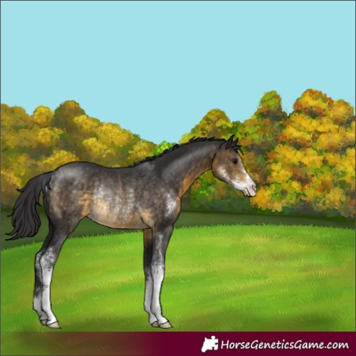 Horse Color:Buckskin Sabino Rabicano 