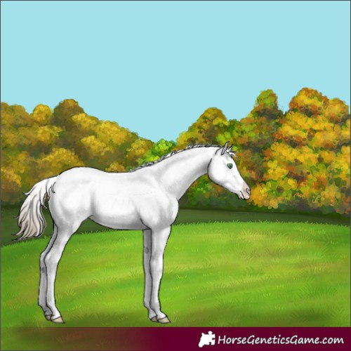 Horse Color:Smoky Black Pearl Sabino 