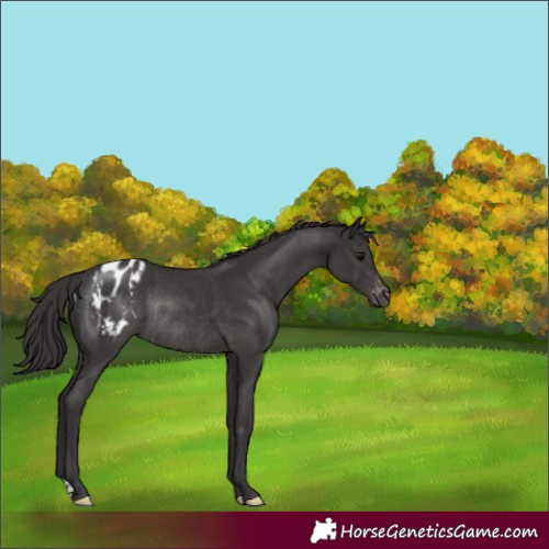 Horse Color:Smoky Black Varnish Rabicano 