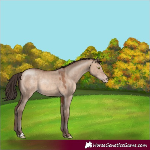 Horse Color:Sable Champagne Dun Rabicano 