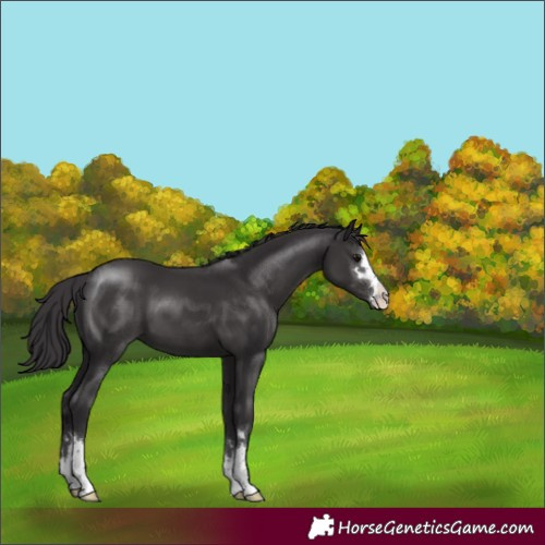 Horse Color:Smoky Black 