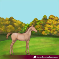 Horse Color:Bay Pearl 