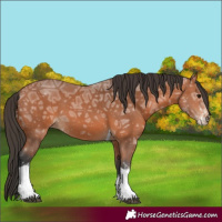 Horse Color:Bay Ice Sabino Tobiano 