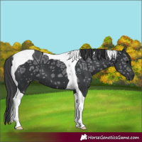 Horse Color:Black Ice Tobiano 