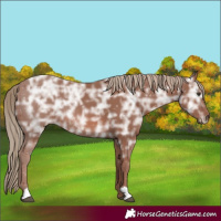 Horse Color:Chestnut Ice 