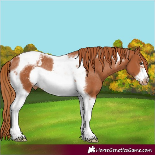 Horse Color:Chestnut Tobiano Frame Appaloosa Rabicano