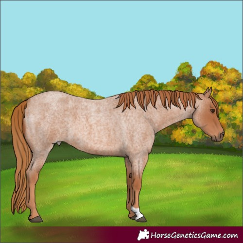 Horse Color:Red Roan 