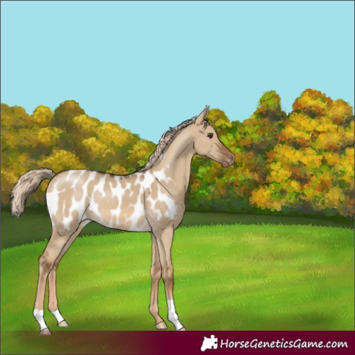 Horse Color:Chocolate Palomino Dun Appaloosa 