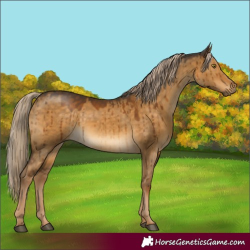 Horse Color:Chocolate Palomino Dun Brindle 