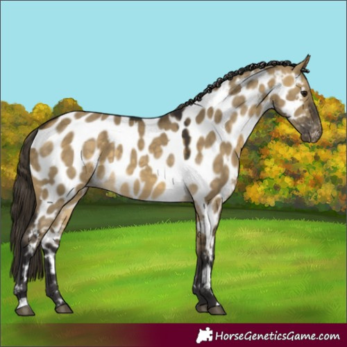 Horse Color:Buckskin Dun Appaloosa 