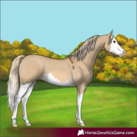 Horse Color:Chocolate Palomino Dun Splash