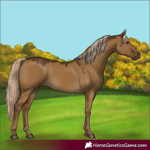 Horse Color:Chocolate Palomino Dun 