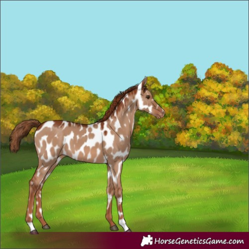 Horse Color:Red Dun Appaloosa 