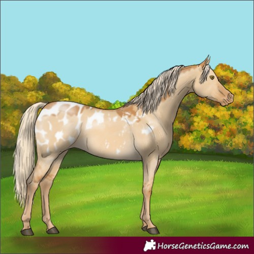 Horse Color:Palomino Dun Mushroom Appaloosa 
