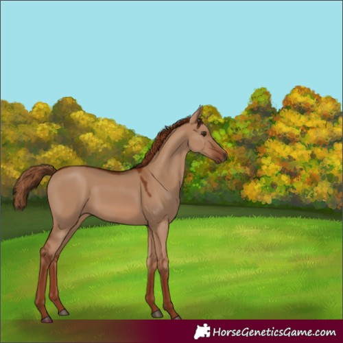 Horse Color:Red Dun 