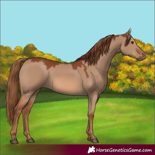 Horse Color:Red Dun 