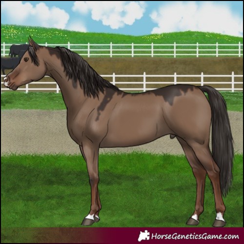 Horse Color:Liver Red Dun 