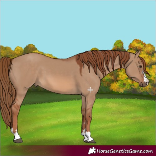 Horse Color:Red Dun 