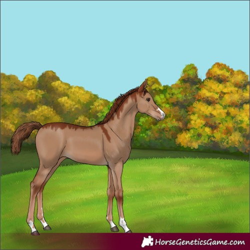 Horse Color:Red Dun 