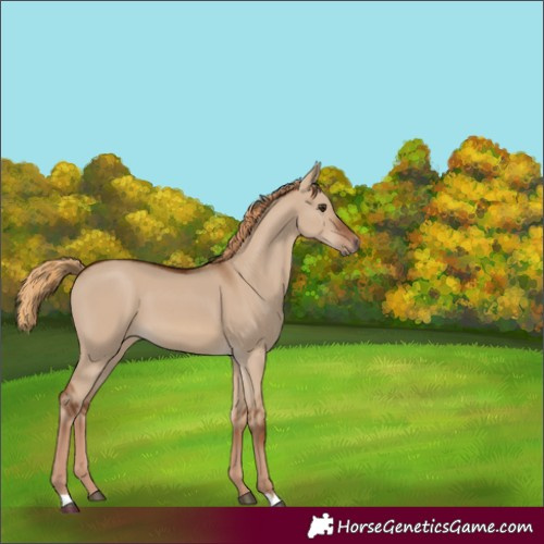 Horse Color:Red Dun 