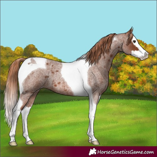 Horse Color:Red Roan Splash Tobiano 