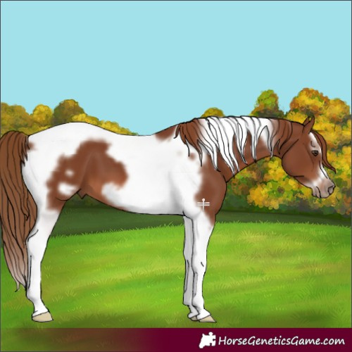 Horse Color:Chestnut Splash Tobiano Frame 