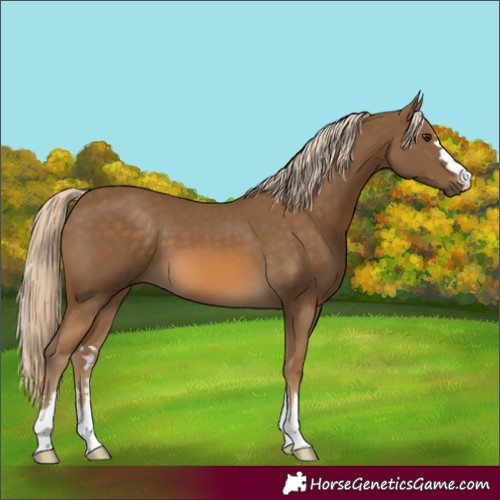 Horse Color:Chocolate Palomino 