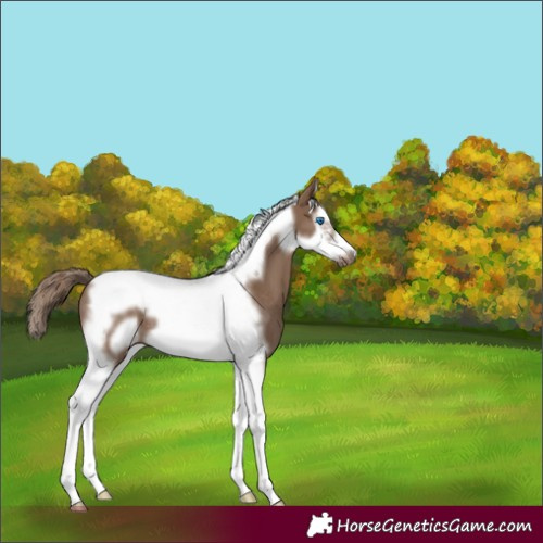 Horse Color:Liver Red Dun Splash Tobiano Frame Rabicano 