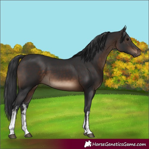 Horse Color:White Spotted Brown 