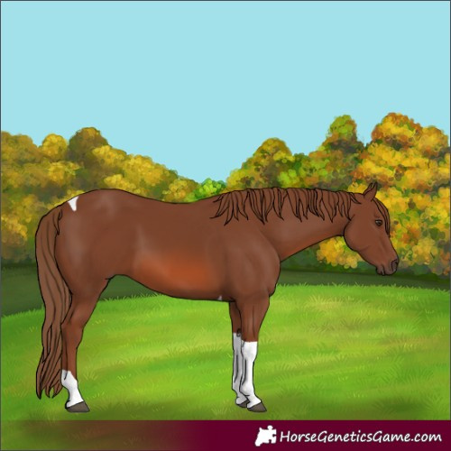 Horse Color:Chestnut Tobiano 