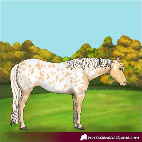Horse Color:Palomino Appaloosa 