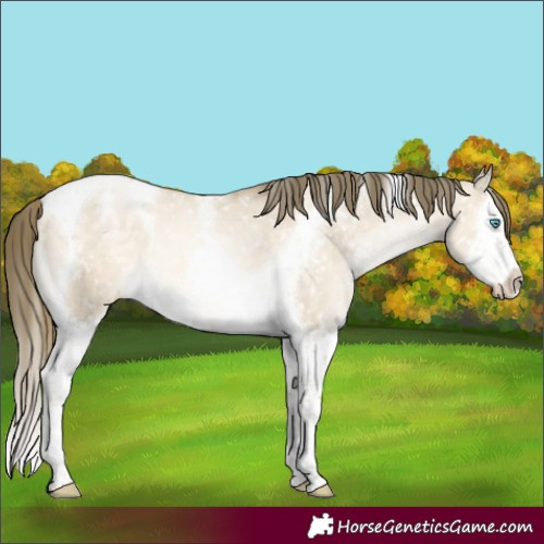 Horse Color:Buckskin Pearl Dun Mushroom Splash Tobiano Blanket
