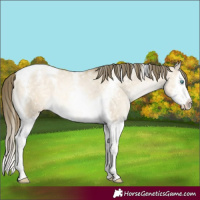 Horse Color:Buckskin Pearl Dun Mushroom Splash Tobiano Blanket