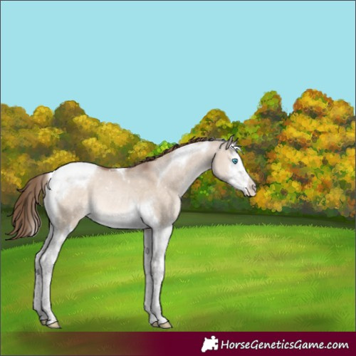 Horse Color:Brown Pearl Dun Mushroom Splash Tobiano Appaloosa 