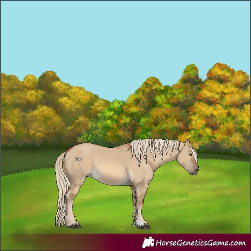 Horse Color:Chocolate Palomino Dun 
