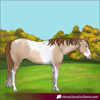 Horse Color:Liver Red Dun Pearl Splash Tobiano Rabicano