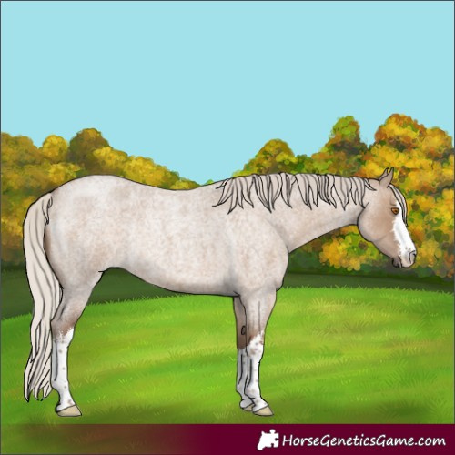 Horse Color:White Spotted Silver Grullo Roan Rabicano