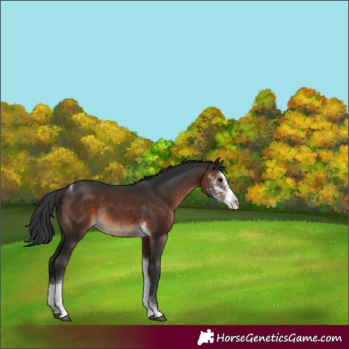 Horse Color:Brown Sabino Tobiano Rabicano