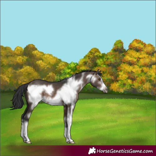 Horse Color:Brown Dun Sabino Frame