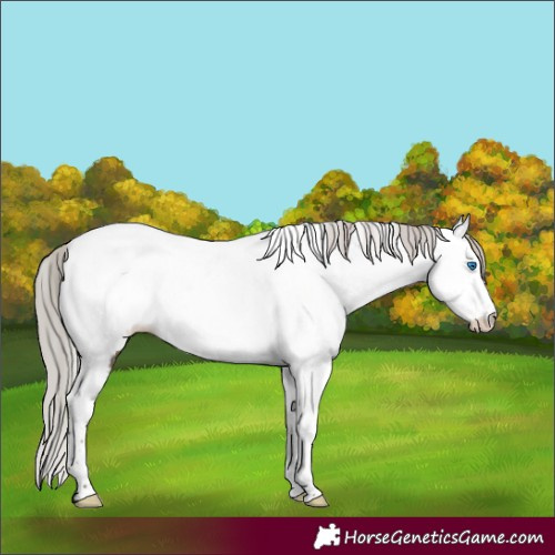 Horse Color:Silver Brown Dun Tobiano Frame Appaloosa 