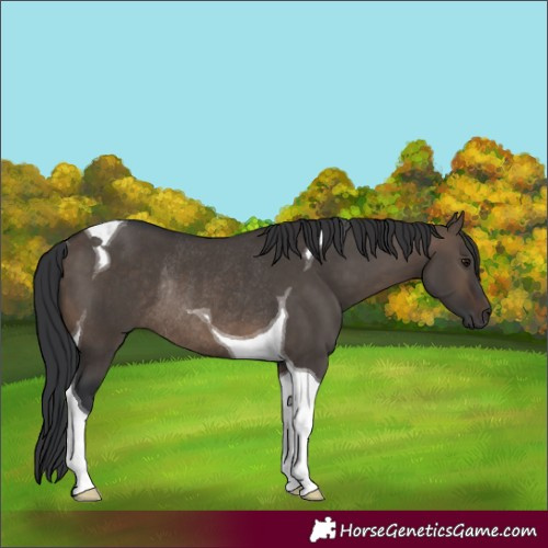 Horse Color:Brown Dun Tobiano Rabicano 