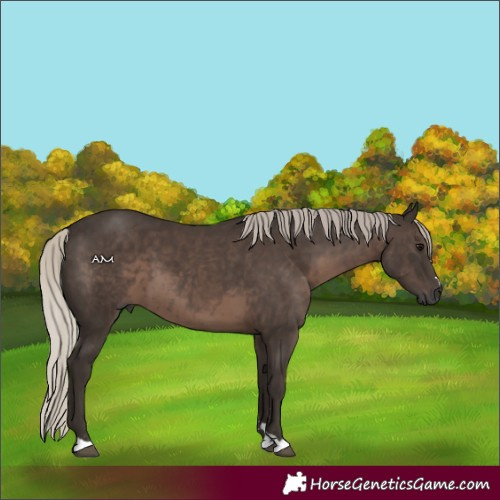 Horse Color:Gray Silver Black 