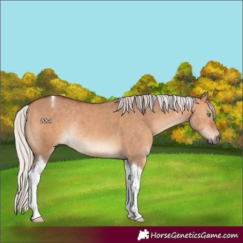 Horse Color:Silver Bay Dun Tobiano Rabicano 