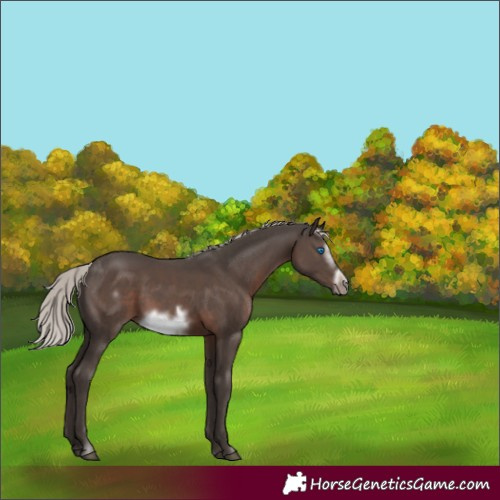 Horse Color:Silver Black Frame