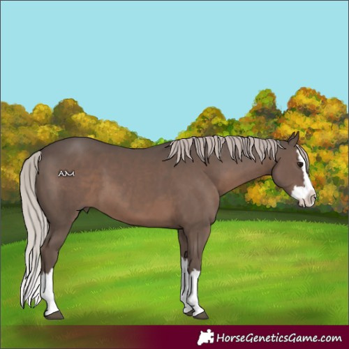 Horse Color:Silver Black Splash 