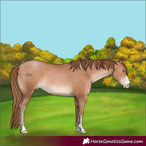 Horse Color:Bay Pearl Sabino 