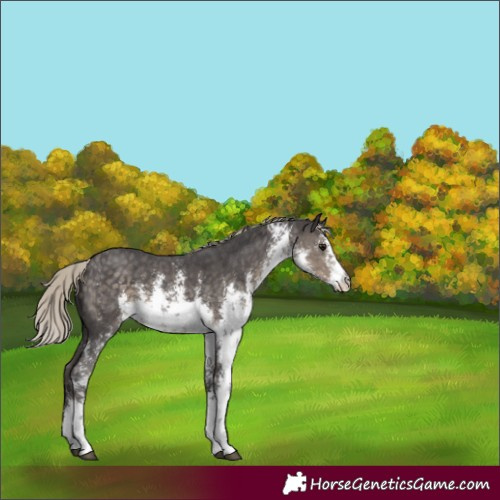 Horse Color:White Spotted Silver Smoky Black Sabino 