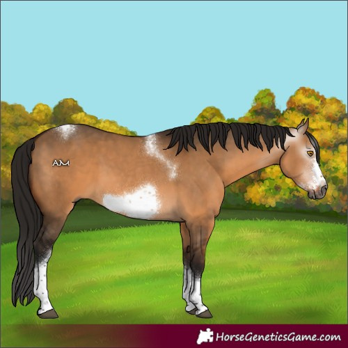 Horse Color:Gray Bay Dun Sabino Tobiano Frame Rabicano