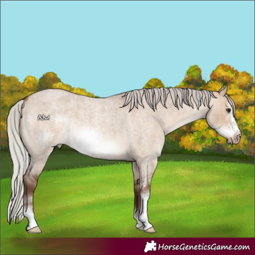 Horse Color:Silver Brown Roan Dun Sabino Frame Rabicano